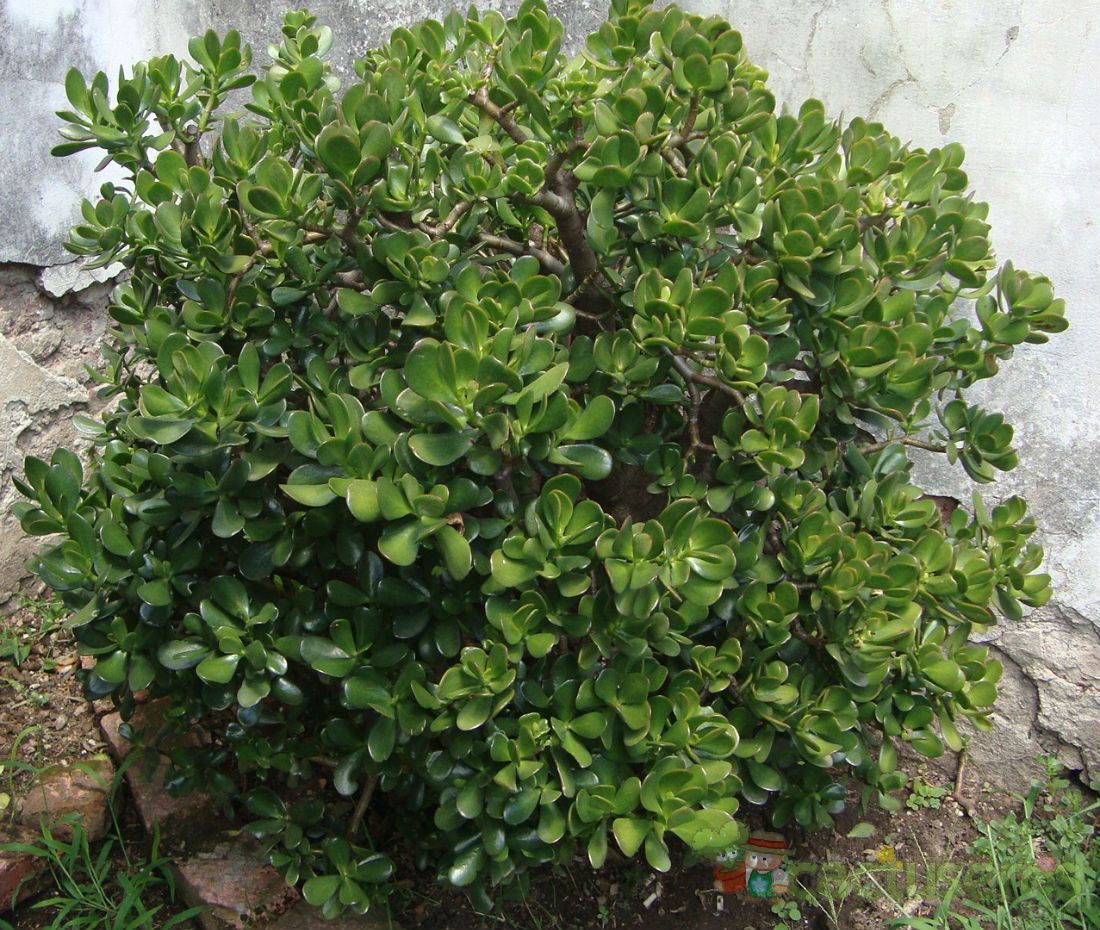 A photo of Crassula ovata