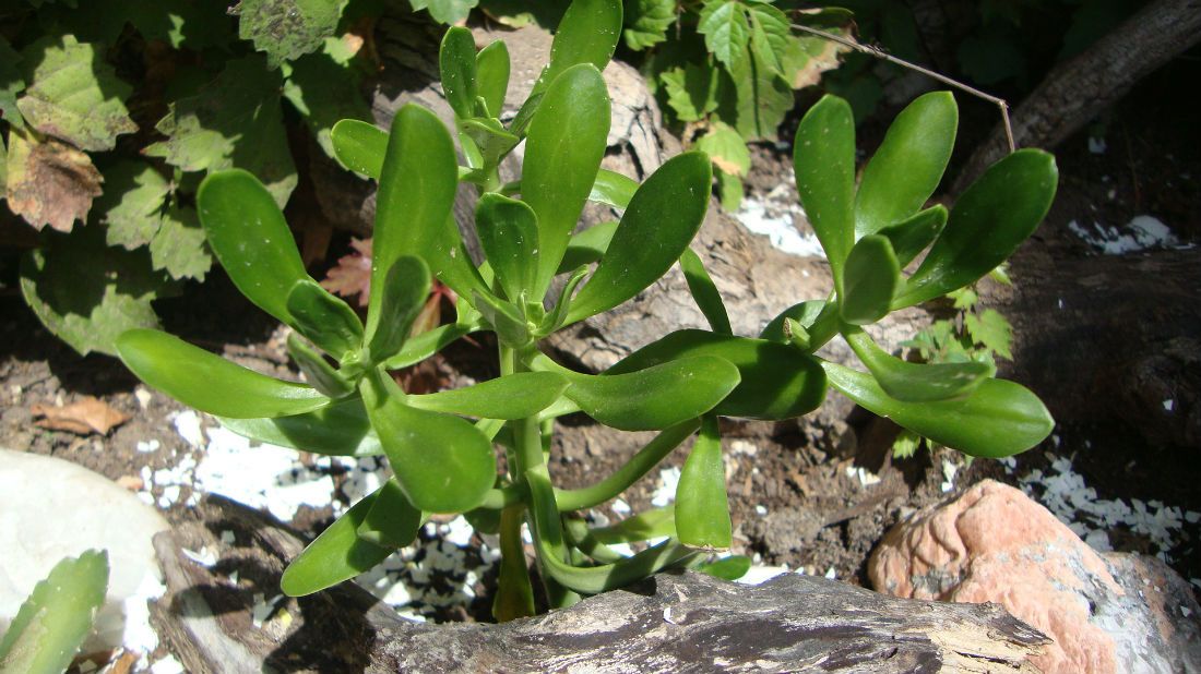 A photo of Sedum praealtum