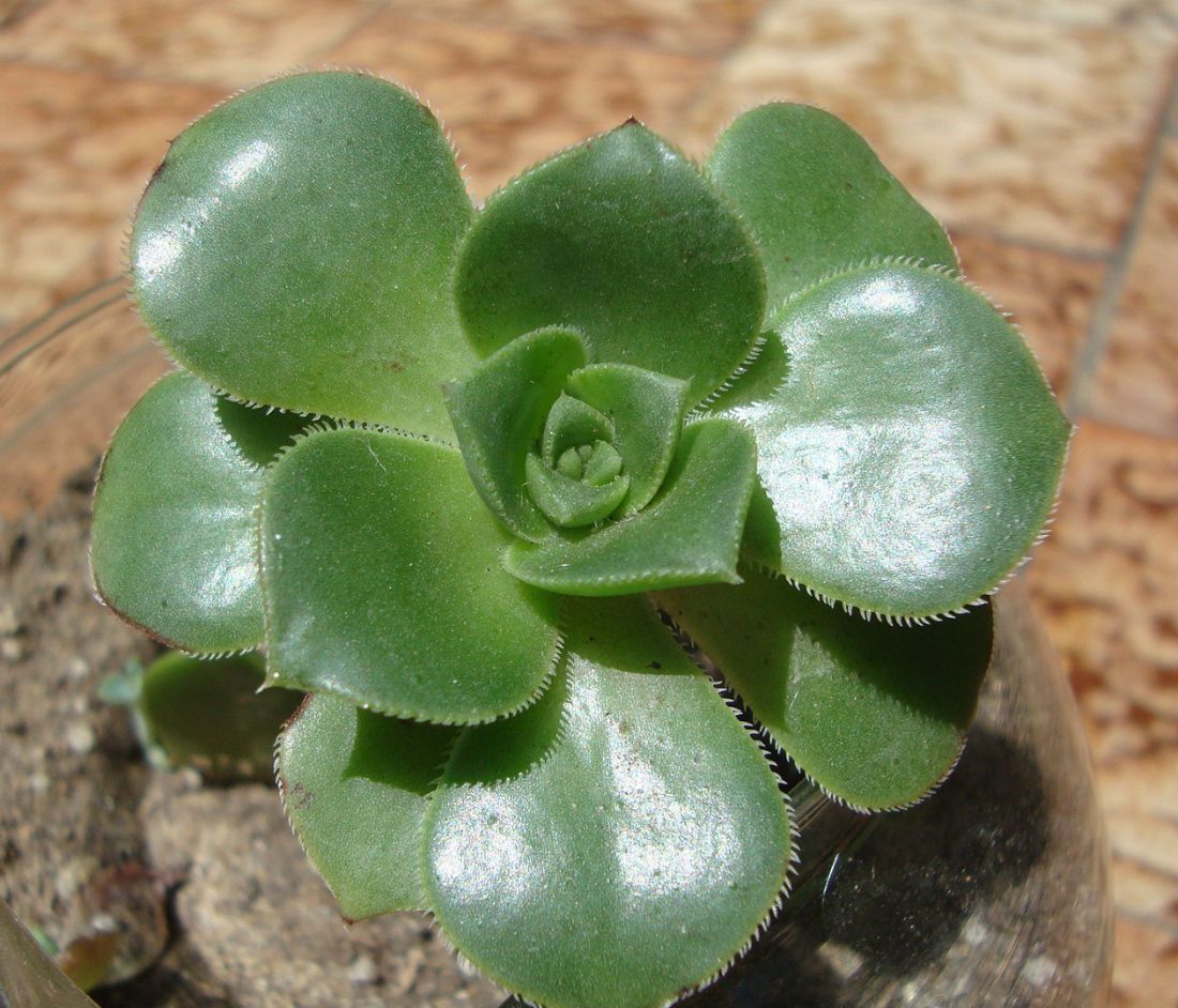A photo of Aeonium haworthii