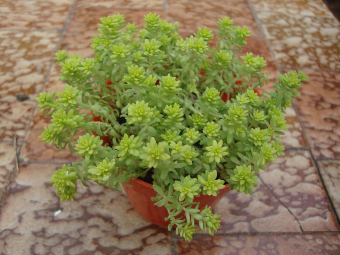 A photo of Sedum hispanicum cv. Aureum