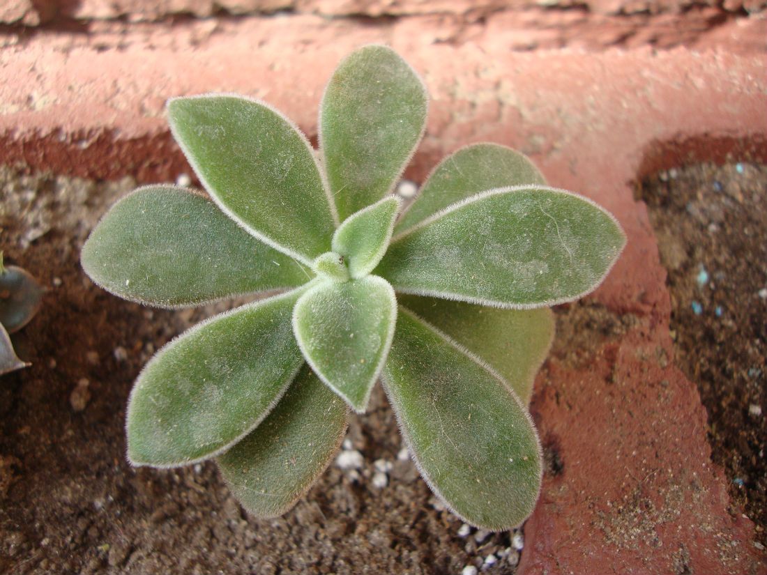 Una foto de Echeveria leucotricha