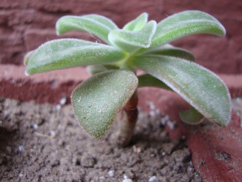 A photo of Echeveria leucotricha