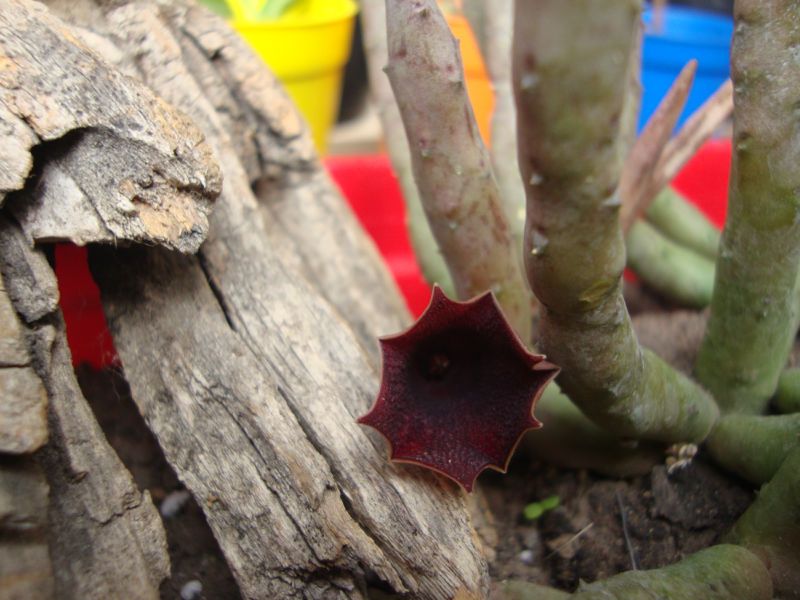 Una foto de Huernia pendula