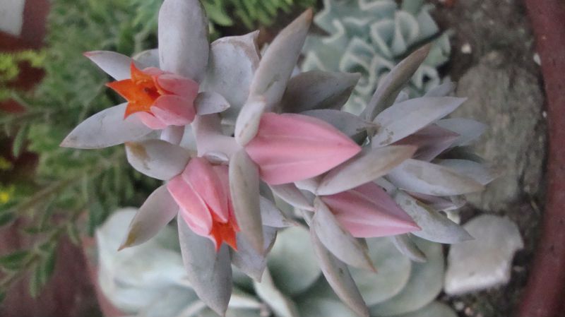 Una foto de Echeveria cv. Caly Argentea (E. laui x E. runyonii)