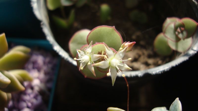 A photo of Crassula pellucida ssp. marginalis