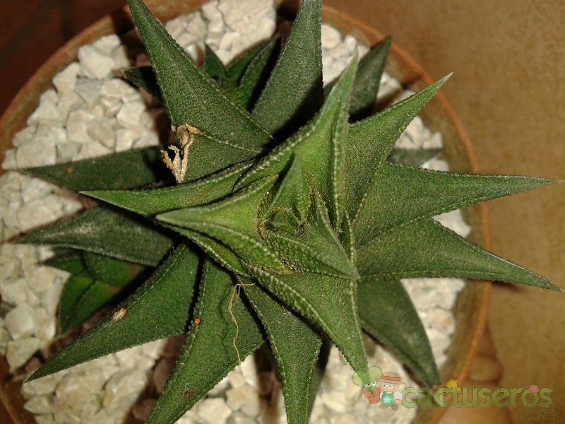 Una foto de Haworthia viscosa