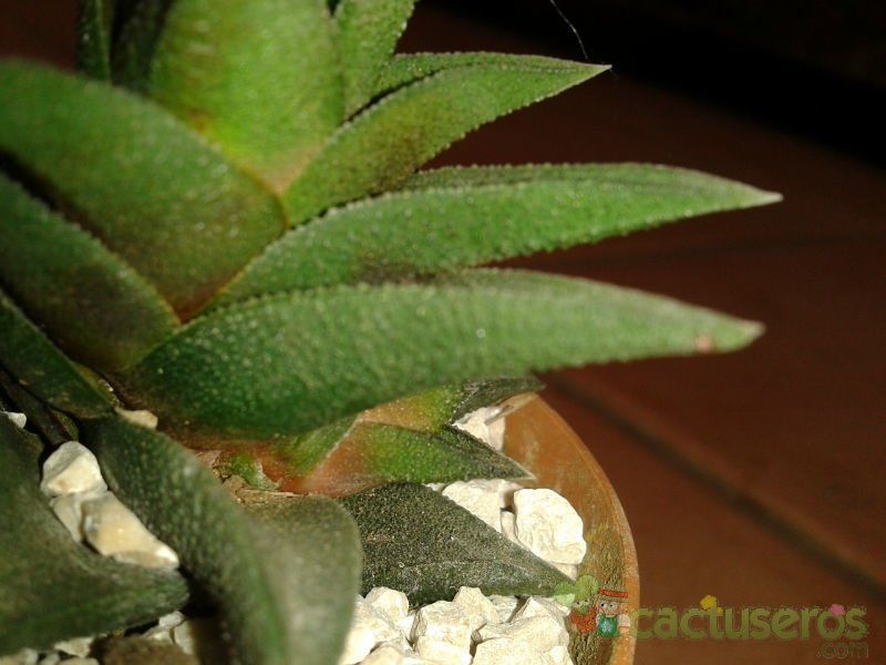A photo of Haworthia viscosa