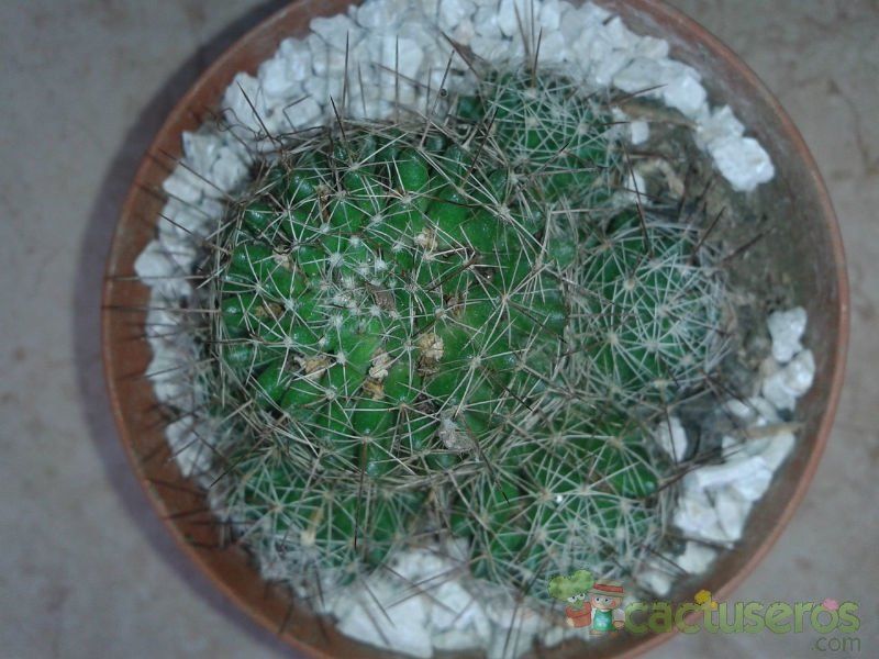 Una foto de Mammillaria decipiens ssp. decipiens