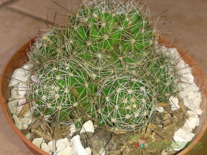 Una foto de Mammillaria decipiens ssp. decipiens