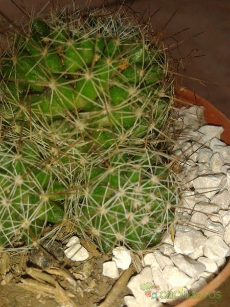 Una foto de Mammillaria decipiens ssp. decipiens