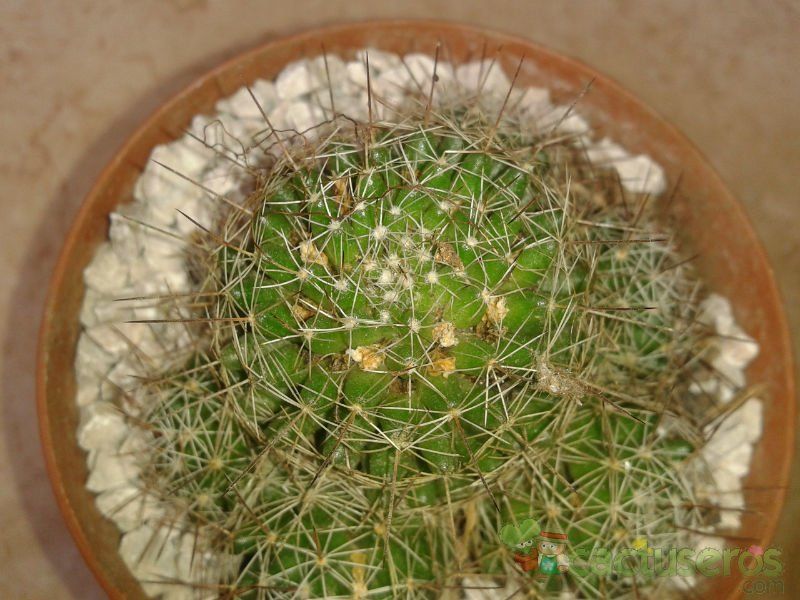 Una foto de Mammillaria decipiens ssp. decipiens