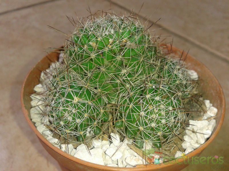 Una foto de Mammillaria decipiens ssp. decipiens