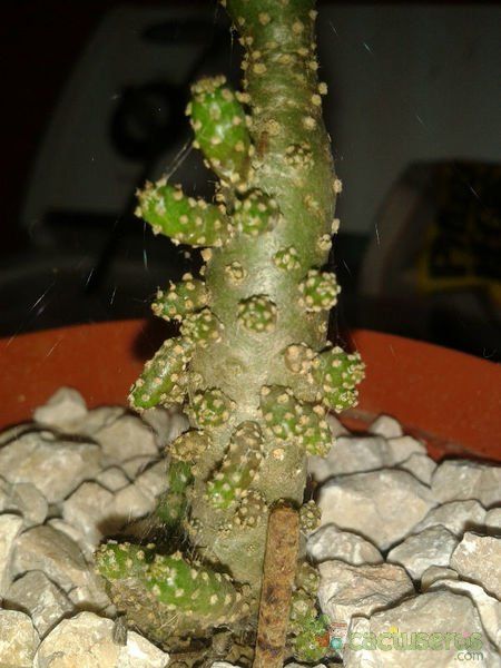 A photo of Austrocylindropuntia subulata f. monstruosa