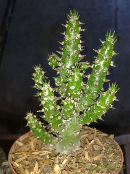 A photo of Austrocylindropuntia subulata f. monstruosa