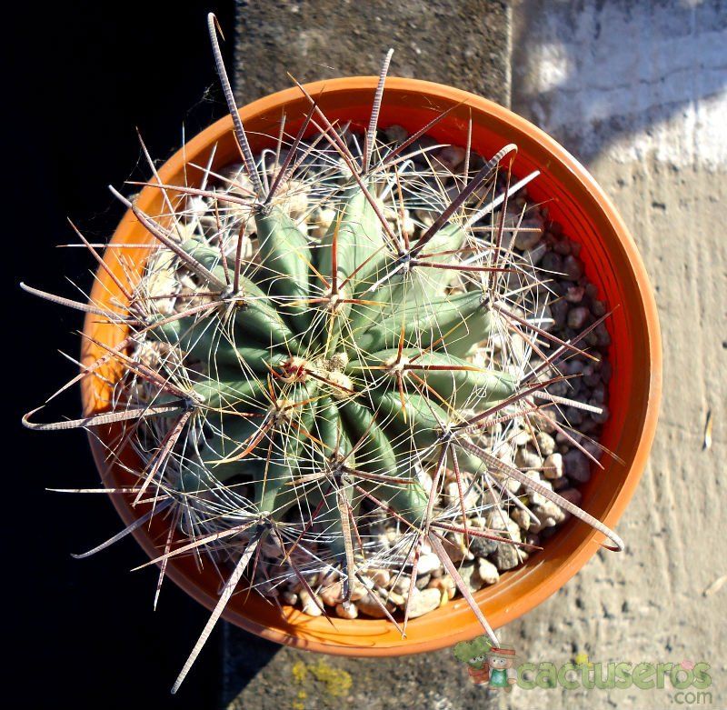 Una foto de Ferocactus cylindraceus subsp. lecontei 