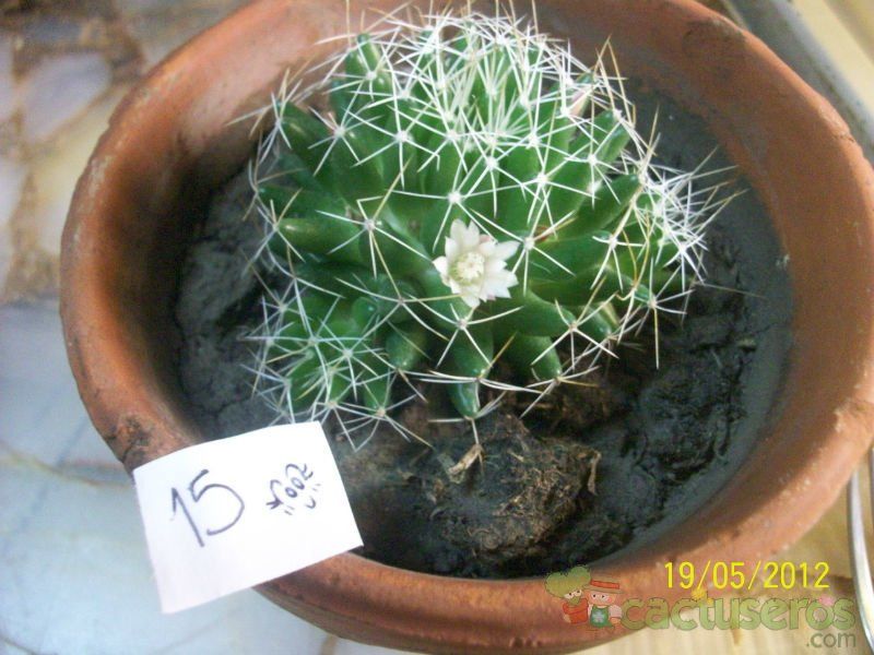 Una foto de Mammillaria decipiens ssp. albescens
