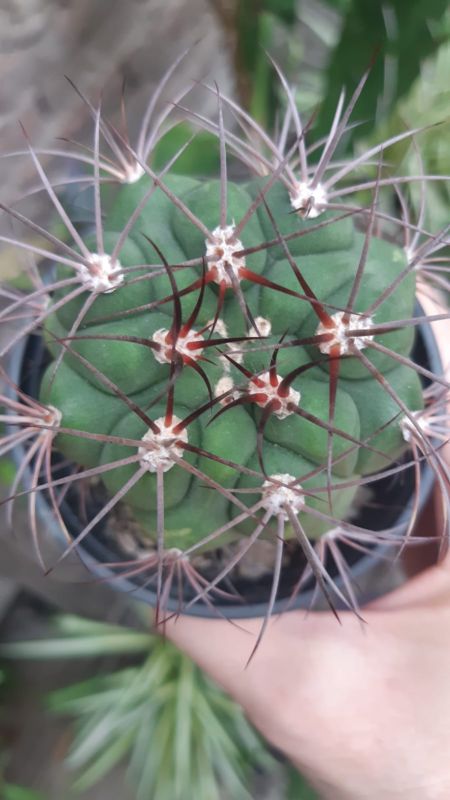 Una foto de Gymnocalycium saglionis