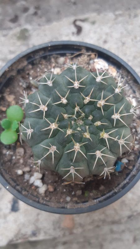 Foto de un cactus que se está identificando actualmente