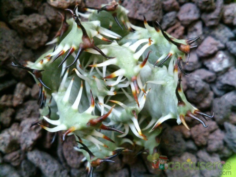 Una foto de Aloe erinacea  