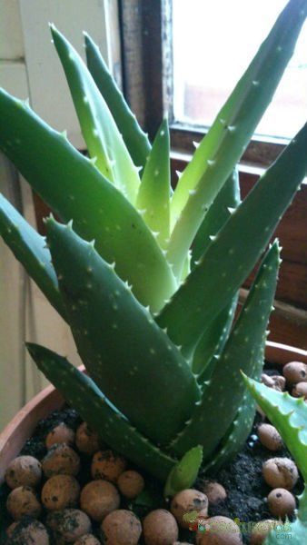 Una foto de Aloe perfoliata 