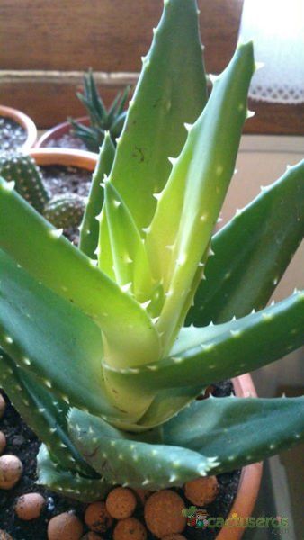Una foto de Aloe perfoliata 