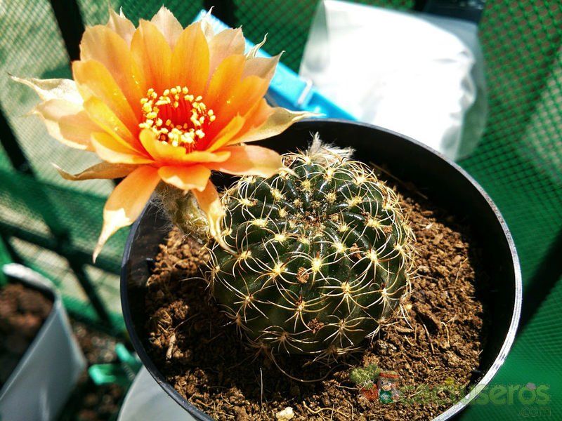 Una foto de Echinopsis arachnacantha
