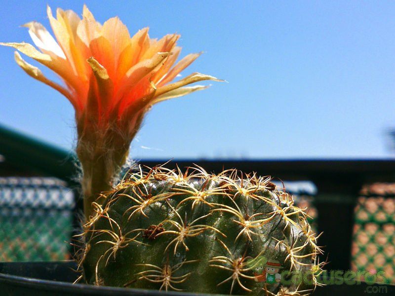 Una foto de Echinopsis arachnacantha