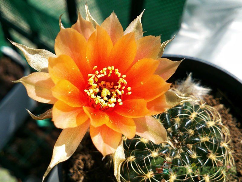 Una foto de Echinopsis arachnacantha