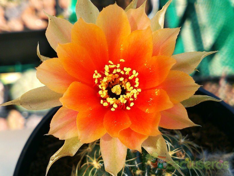 Una foto de Echinopsis arachnacantha