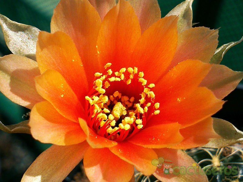 Una foto de Echinopsis arachnacantha