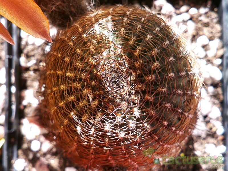 A photo of Echinopsis densispina