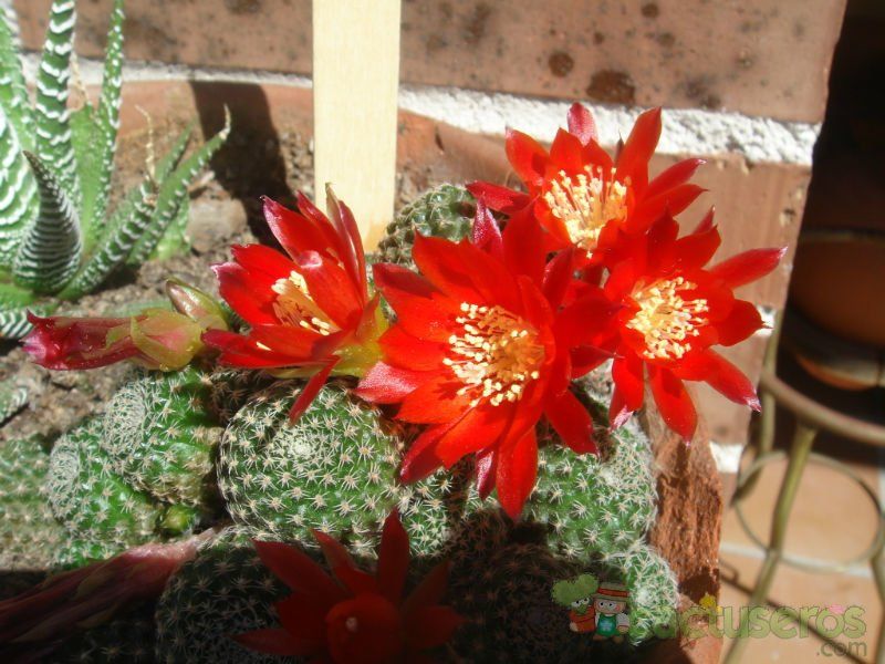 Una foto de Lobivia pygmaea