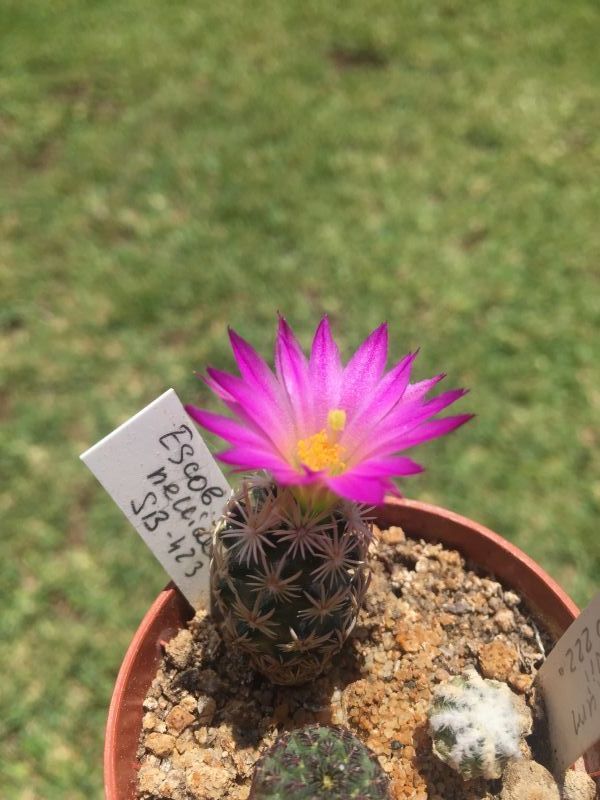 A photo of Escobaria minima
