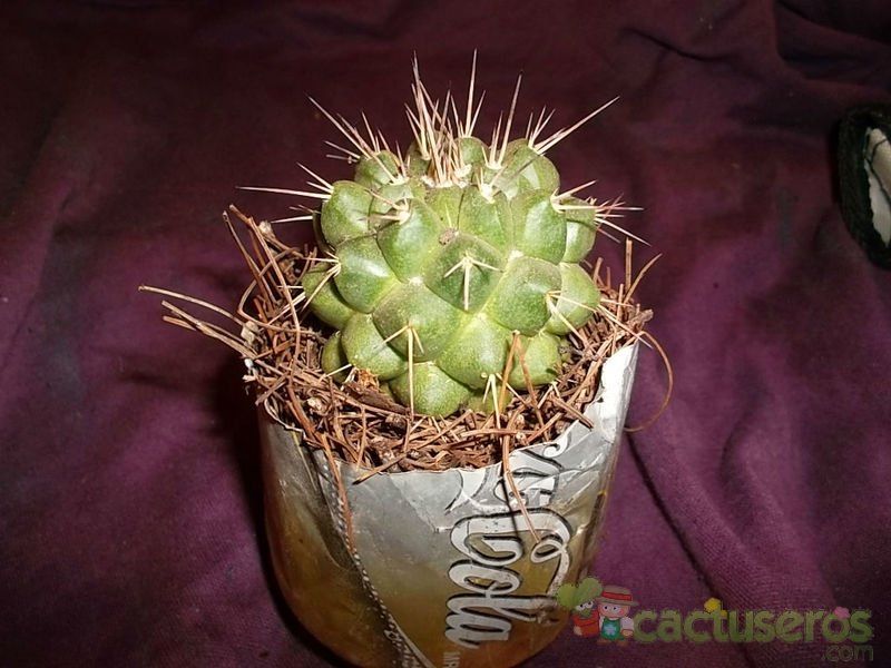 A photo of Mammillaria compressa ssp. compressa