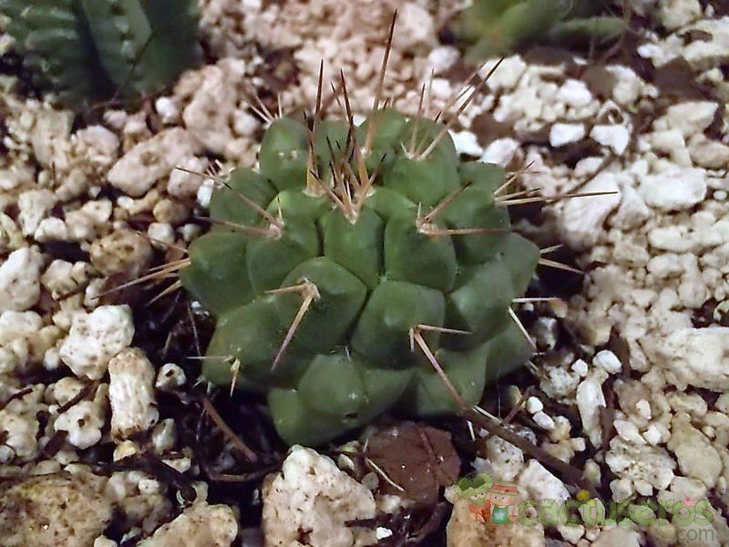 A photo of Mammillaria compressa ssp. compressa
