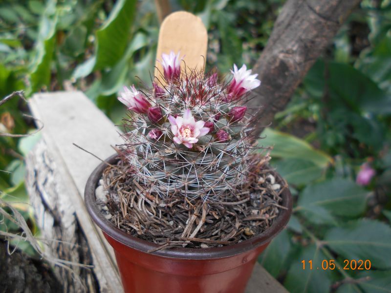 Una foto de Mammillaria fittkaui