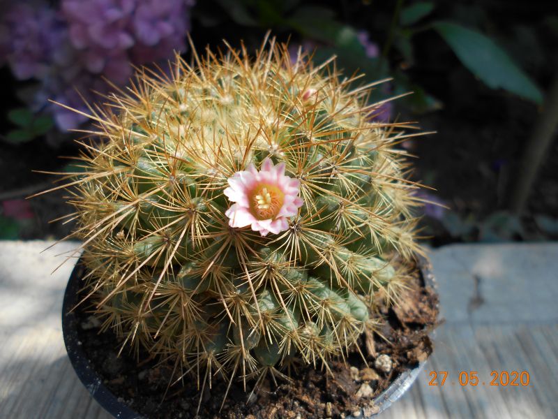 Una foto de Mammillaria cv. ginsa-maru