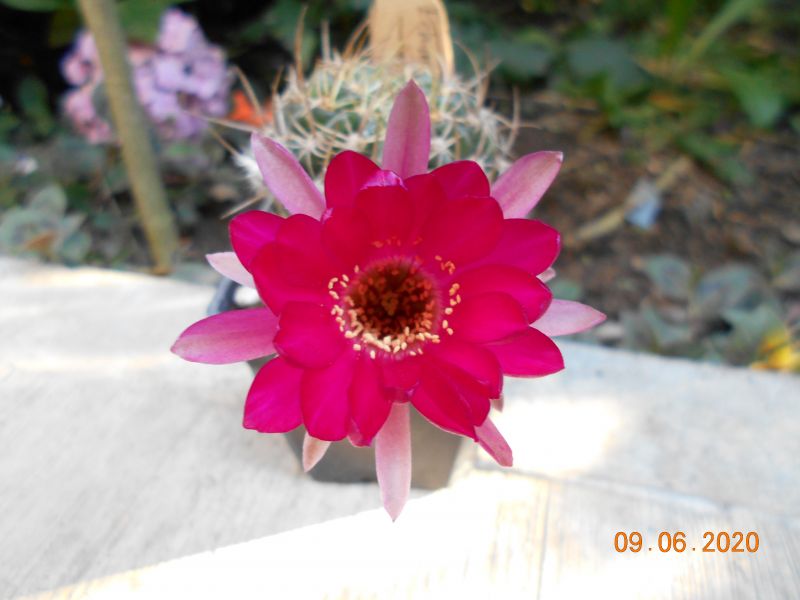 A photo of Echinopsis ferox