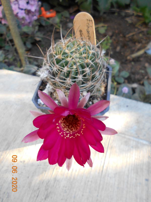 A photo of Echinopsis ferox