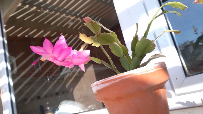 Una foto de Schlumbergera truncata