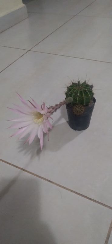 A photo of Echinopsis oxygona