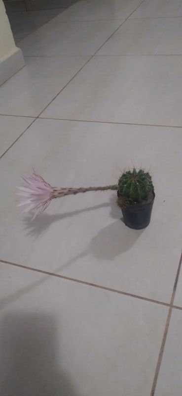 A photo of Echinopsis oxygona