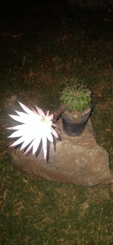 A photo of Echinopsis oxygona