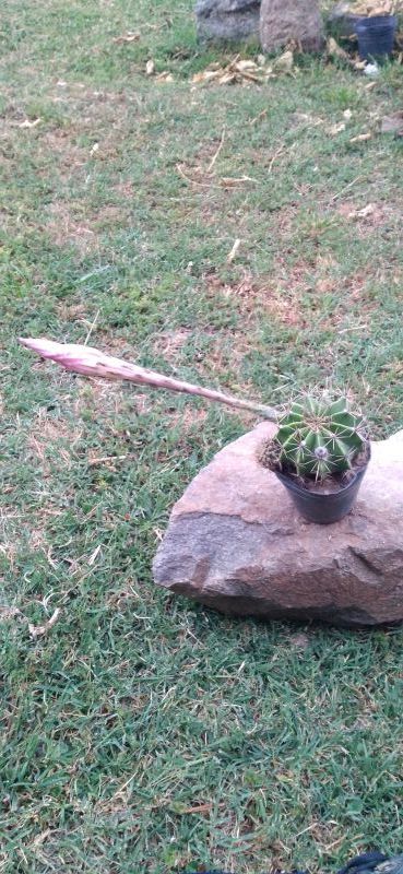 A photo of Echinopsis oxygona