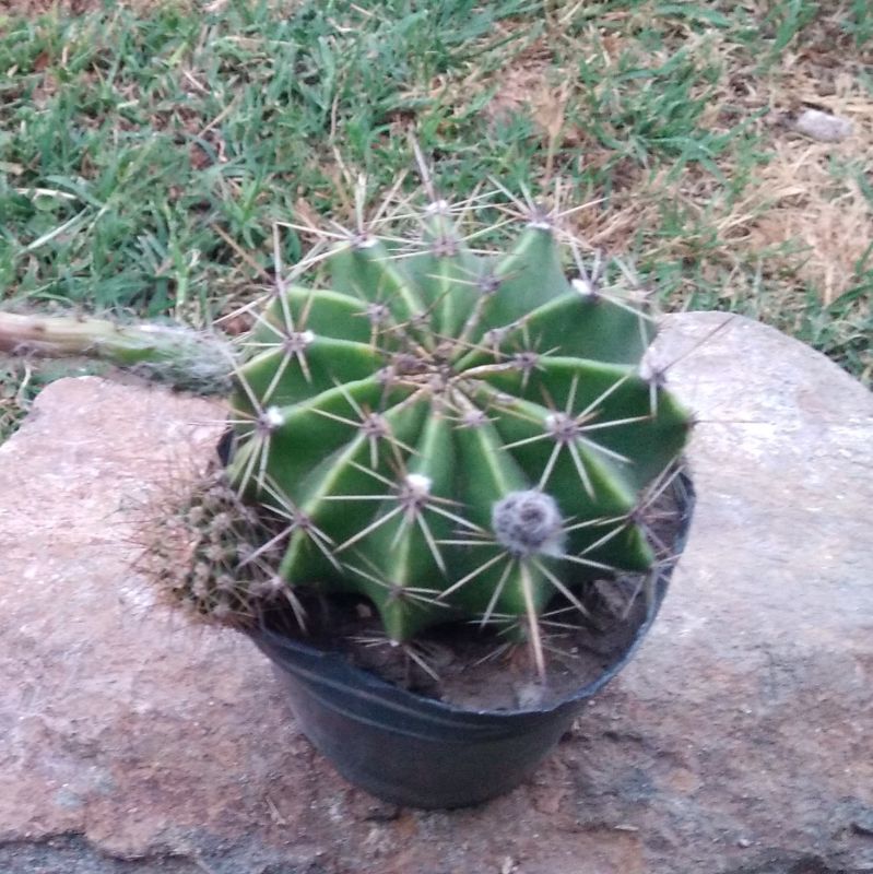 A photo of Echinopsis oxygona