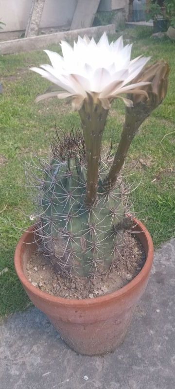 A photo of Echinopsis leucantha