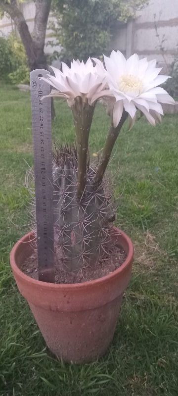 A photo of Echinopsis leucantha