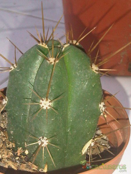 Una foto de Echinopsis lageniformis