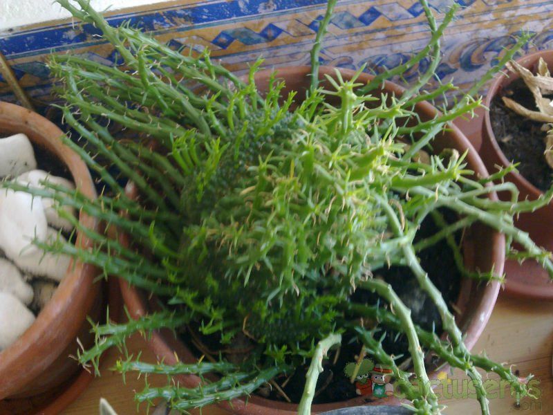 A photo of Euphorbia flanaganii fma. crestada