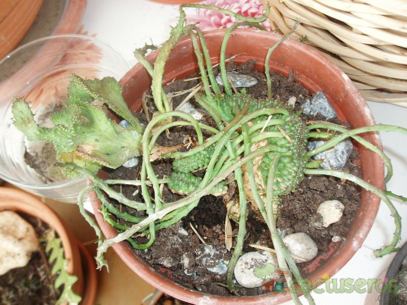 A photo of Euphorbia flanaganii fma. crestada